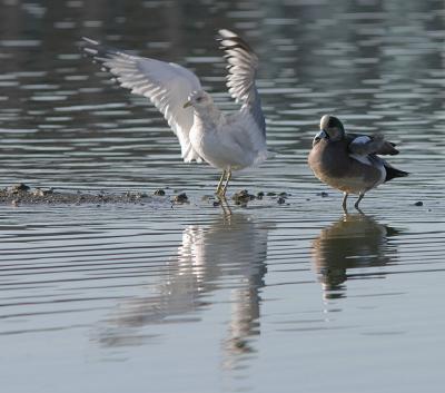 American Wigeon and Ring-billed Gull