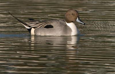 Northern Pintail