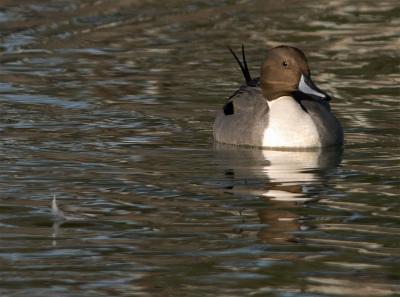 Northern Pintail