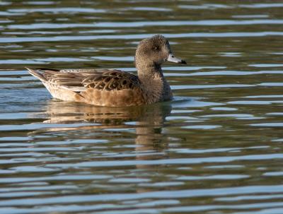 American Wigeon