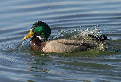 Mallard