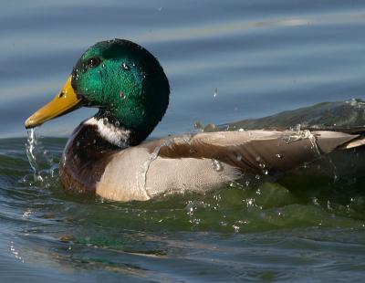 Mallard