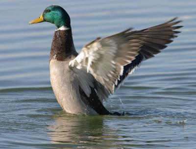 Mallard