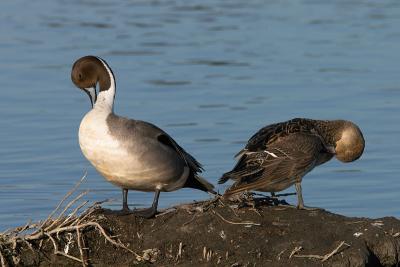 Northern Pintail