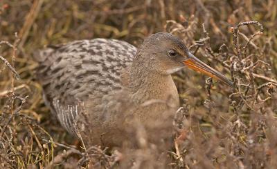 Clapper Rail