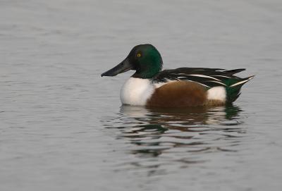 Northern Shoveler