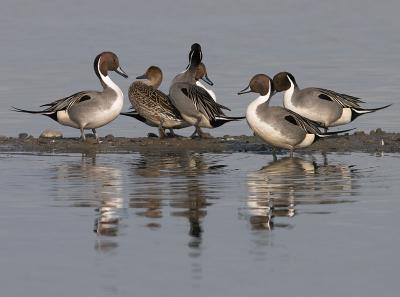 Northern Pintail