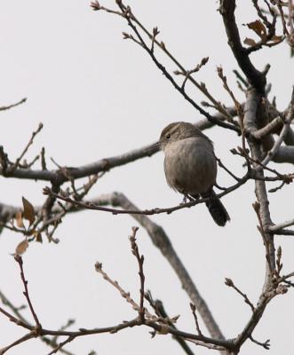 Bewick's Wren