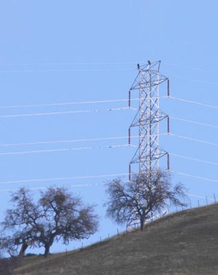 Bald Eagles