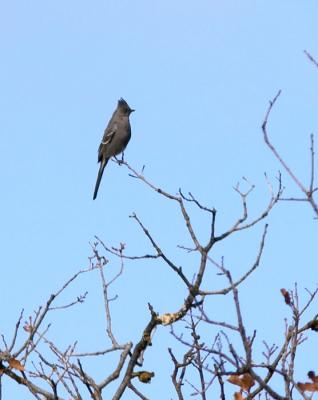 Female Phainopepla