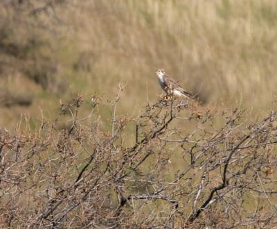 Prairie Falcon