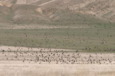 A large flock of House Finches