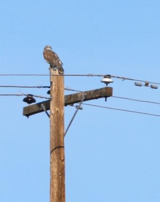 Ferruginous Hawk