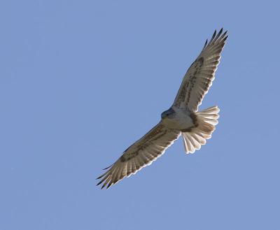 Ferruginous Hawk