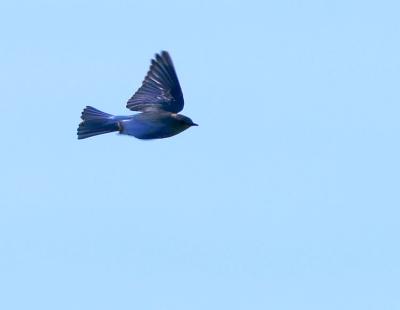 Mountain Bluebird