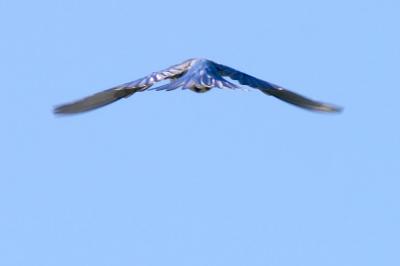 Mountain Bluebird