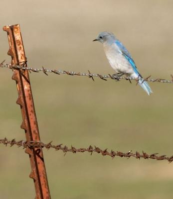 Mountain Bluebird : Sialia currucoides