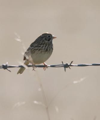 Vesper Sparrow