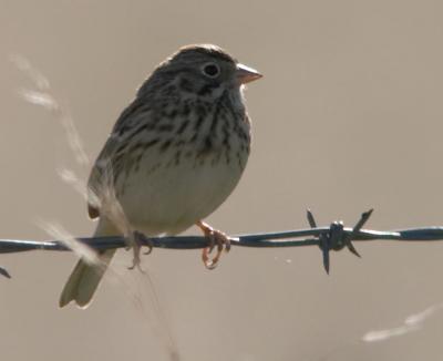 Vesper Sparrow : Pooecetes gramineus