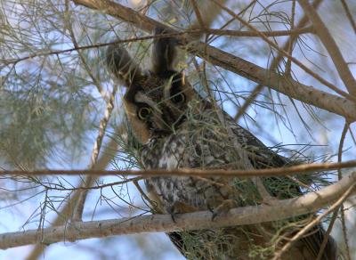 Long-eared Owl