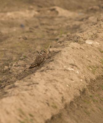 Burrowing Owl