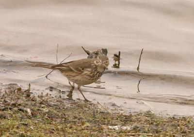 American Pipit