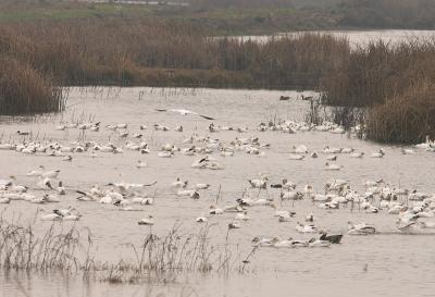 Snow and Ross's Geese (including blue morph Snow Goose)