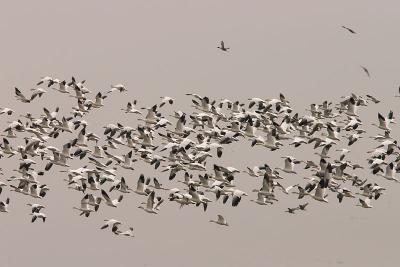 Snow Geese and Pintail in flight