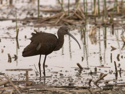 White-faced Ibis