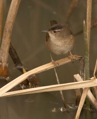 Marsh Wren