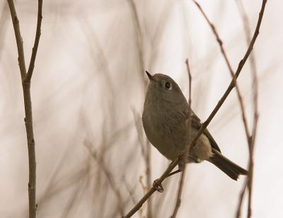 Ruby-crowned Kinglet : Regulus calendula