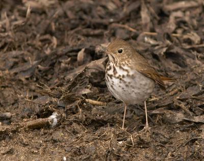 Hermit Thrush