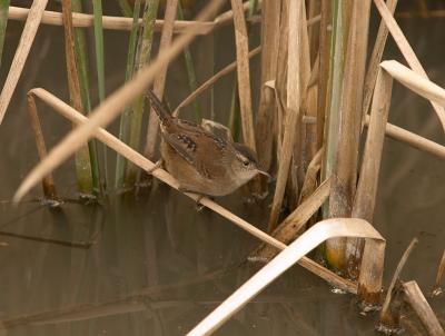 Marsh Wren