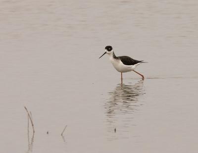 Black-necked Stilt : Himantopus mexicanus