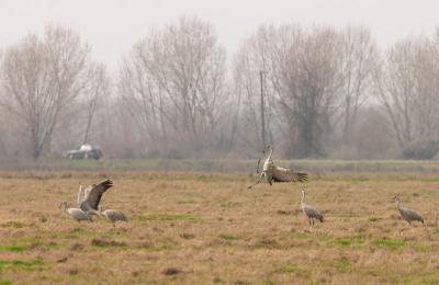 Sandhill Crane