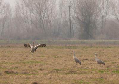 Sandhill Crane