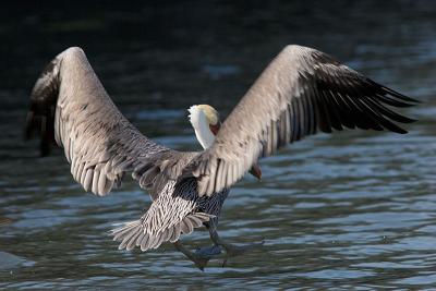 Brown Pelican landing (full frame)