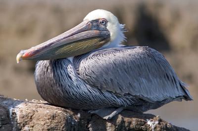 pelican4a.jpg
