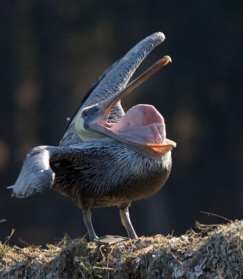 Brown Pelican turning pouch inside-out
