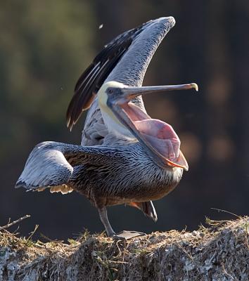 Brown Pelican turning pouch inside-out