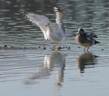 American Wigeon and Ring-billed Gull