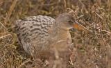 Clapper Rail