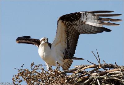 Osprey landing in nest