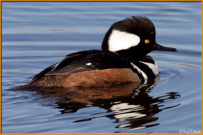 Hooded Merganser4