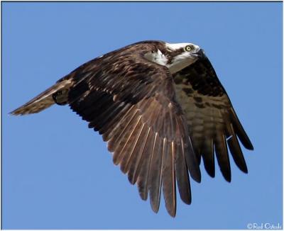 Osprey in flight