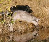 Wild Pigs by canal