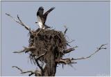 Active Osprey Nest