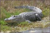 Gator