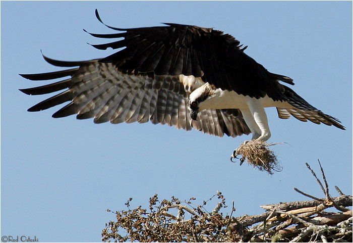 Building nest