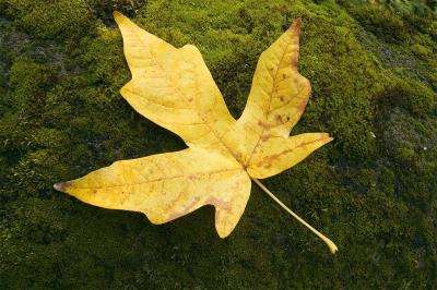 Yellow-Leaf-On-Moss.jpg